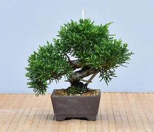 Bonsai Outdoor, Chin. Wacholder (Juniperus chinensis) Shohin | Bonsai-Müller - Bild 1 von 2