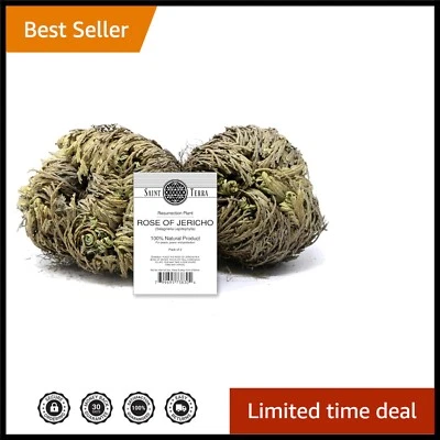 Rose of Jericho: 2-Pack Succulent Resurrection Plants for Prosperity & Abundance - Image 1 of 2