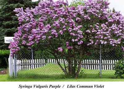 Lilas Common Purple Syringa Vulgaris Seed Tree Shrub FAST Fragrant Seeds Rustic  - Image 1 of 4