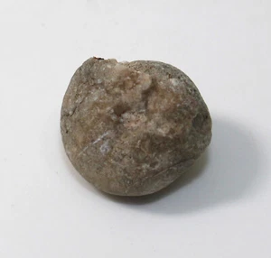Goniatit, Prolobites actubensis, Devon, Famenne, Urali, Russia -x914 - Foto 1 di 5