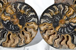 9748 RARE 1in100 BLACK Ammonite PAIR Deep Crystals 110myo FOSSIL XXL 150mm 5.8" - Picture 1 of 8