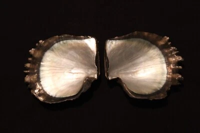 Tropical Pearl Oyster pairs - Image 1 of 2
