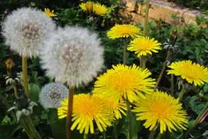 100+ Dandelion Seeds (Taraxacum officinale) Organic, USA grown Harvested 05/2025 - Picture 1 of 4
