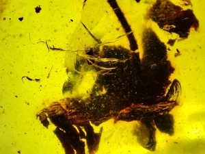 Fossil amber Insect Burmese burmite Cretaceous Flower Myanmar - Picture 1 of 4