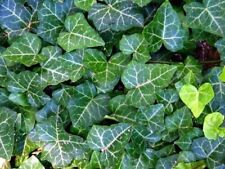 Hardy Groundcover English Ivy Live Garden Plant 1 3/4" Pots