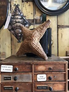 Antique Early 20th Century Mounted Starfish With 4 Arms Asteroidea Echinoderm