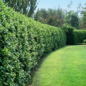 Curled Leaf Privet | Live Quart Size Plant | Ligustrum Japonicum... - Picture 1 of 6