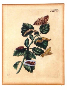 MARIA SIBYLLA MERIAN - Pflanze u. Insekten wunderschöner Kupferstich CXLVII 1730 - Bild 1 von 10