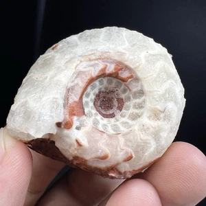 49GR AMAZING WHOLE ROUGH PERMIAN AMMONITE FOSSIL MOLLUSCA - Picture 1 of 24