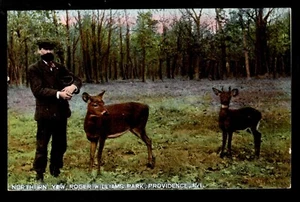 Postal de Roger Williams Park Northern Yew, Providence, R.I. - Imagen 1 de 2