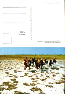 737669 Seewinkel Illmitz Salzlacke Pferde Burgenland Mörbisch - Picture 1 of 1