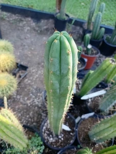 Echinopsis cactus kimmach + jessica 21" rooted plant. - Picture 1 of 2