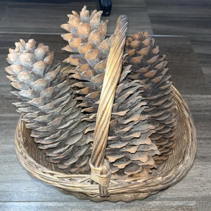 3er Set riesige Zucker Tannenzapfen 12-13 Zoll je im antiken Weidenkorb - Bild 1 von 6