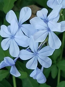 California Blues, Cape Plumbago Imperial Blue, Auriculata (30+ Seeds) (023B) - Picture 1 of 8