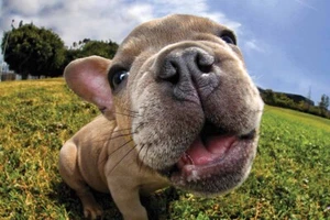 Prime 3d Ltd The Nose Knows Pugsley 150 Piece Jigsaw Puzzle - Imagen 1 de 2