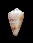SHELL CONCHIGLIA CONUS REGIUS bicolor mm.50,4 MARTINIQUE