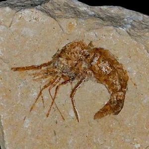 1.2" Fossil Shrimp Carpopenaeus Cretaceous Age 100 Mil Yrs Old Lebanon COA - Picture 1 of 7