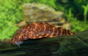 3x Clown Plecos - small awesome fun must have Fish Live Fish Fast Shipping - Picture 1 of 1