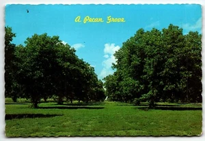 Pecan Grove Postkarte Südzentralgeorgien PM 1976 - Bild 1 von 2