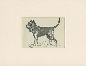 BLOODHOUND SCHÖNER ALTER HUND KUNSTDRUCK VON 1912 von ARTHUR WARDLE FERTIG MONTIERT - Bild 1 von 1