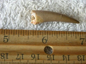 Dinosaur fossil tooth Pliosaurus Jurassic Marine reptile RARE 1.25-2 inch DX07 - Picture 1 of 2