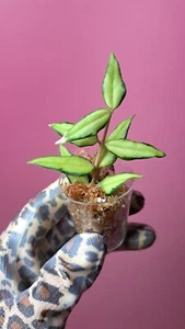 Hoya Bella Luis Bois - Bild 1 von 1