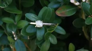 Anello di fidanzamento pietra grezza naturale non tagliato argento 925 anello di fidanzamento pietra grezza regalo per lei - Foto 1 di 10