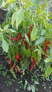 Chili rot scharf 20 Samen aus neuer Ernte y1 - Bild 1 von 1