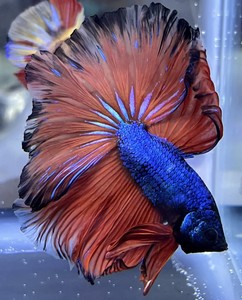 live betta fish ebay