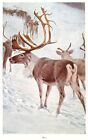REN REINDEER Caribou Rangifer tarandus 1941 Book Print ILLUSTRATION ANIMALS