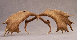 JUEGO DE ASTAS DE GAMO NATURALMENTE COBERTIZO (PAR, CUERNO, TALLA, TAXIDERMIA) - Imagen 1 de 22