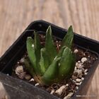 C339 ARIOCARPUS SCAPHIROSTRIS  pot5 H4-W3.5 cm MaMa Cactus cites
