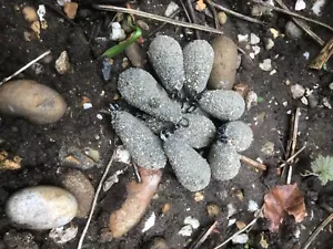 10 x 3oz mixed dumpy distance lead weights, gravel, silt, weedy green - Picture 1 of 4