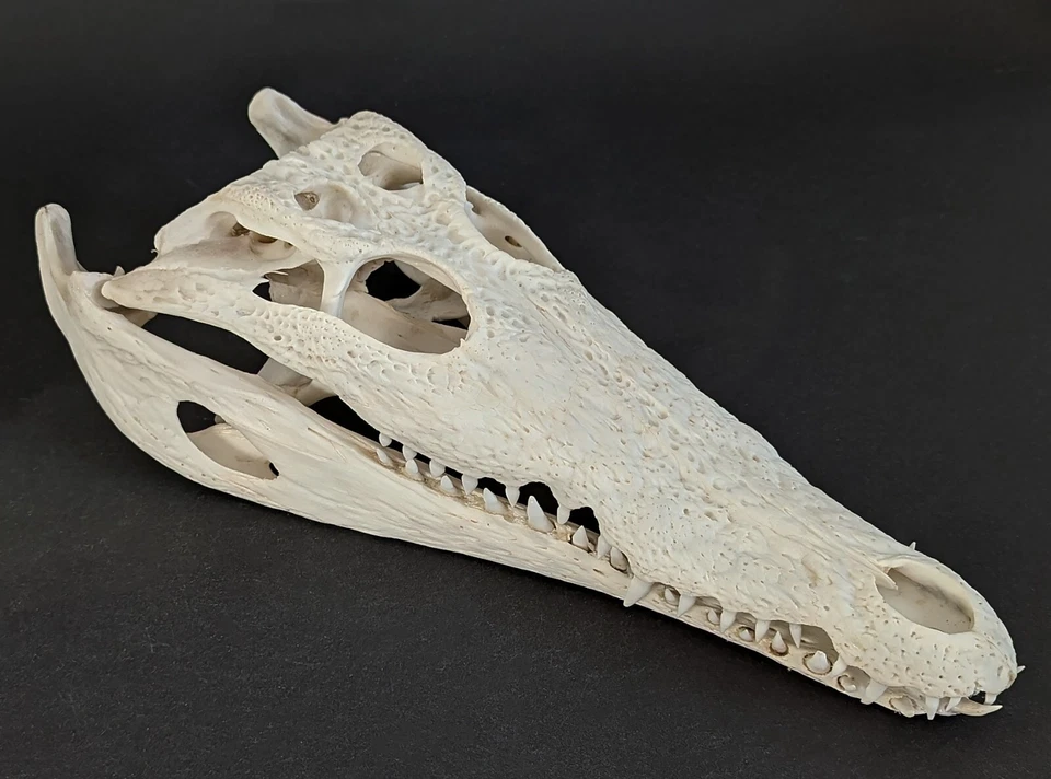 Krokodil Schädel Crocodylus niloticus crocodile skull 30 cm echtes Präparat 2127 - Bild 1 von 4