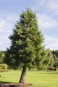 Sequoiadendron giganteum, Riesenmammutbaum, 150–175 cm - Bild 1 von 14