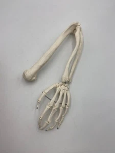 3B Scientific Human *Left* Spare Arm (unpainted) for hanging skeleton - *XA015* - Picture 1 of 1