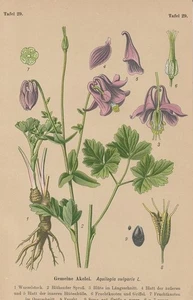Akelei (Aquilegia vulgaris) CHROMO-LITHOGRAFIE von 1910 Giftpflanzen - Bild 1 von 1