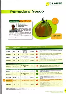 Clause Samen Tomate Grün A Frucht Single Cecillio f1 Umschlag X 1000 Samen - Bild 1 von 1