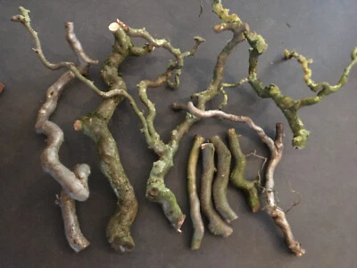 Im Nov: Bio Korkenzieher Hasel Terrarium Äste Sitzstange Vögel Voliere Terrarium - Bild 1 von 4