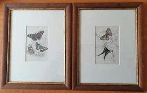 Pair of 19th Century Original Hand Coloured Engravings of Butterflies - Bild 1 von 4