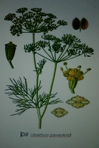 Dill-Samen Nr.7898  - Bild 1 von 1