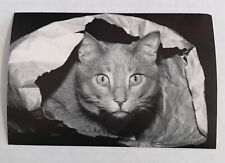 Vintage Black and White "Cat in the bag" Photo 4 x 6 Reprint Physical Copy
