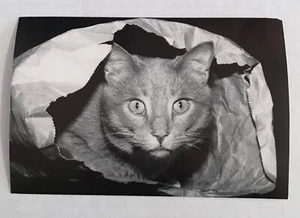 Vintage Black and White "Cat in the bag" Photo 4 x 6 Reprint Physical Copy - Foto 1 di 3