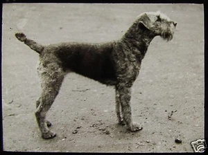 Glass Magic Lantern Slide EDWARDIAN DOG PORTRAIT NO41 C1910 PHOTO - Picture 1 of 2