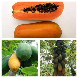 Paquete de papaya - 3 variedades - 20+ semillas - semillas - v 105 - Imagen 1 de 4
