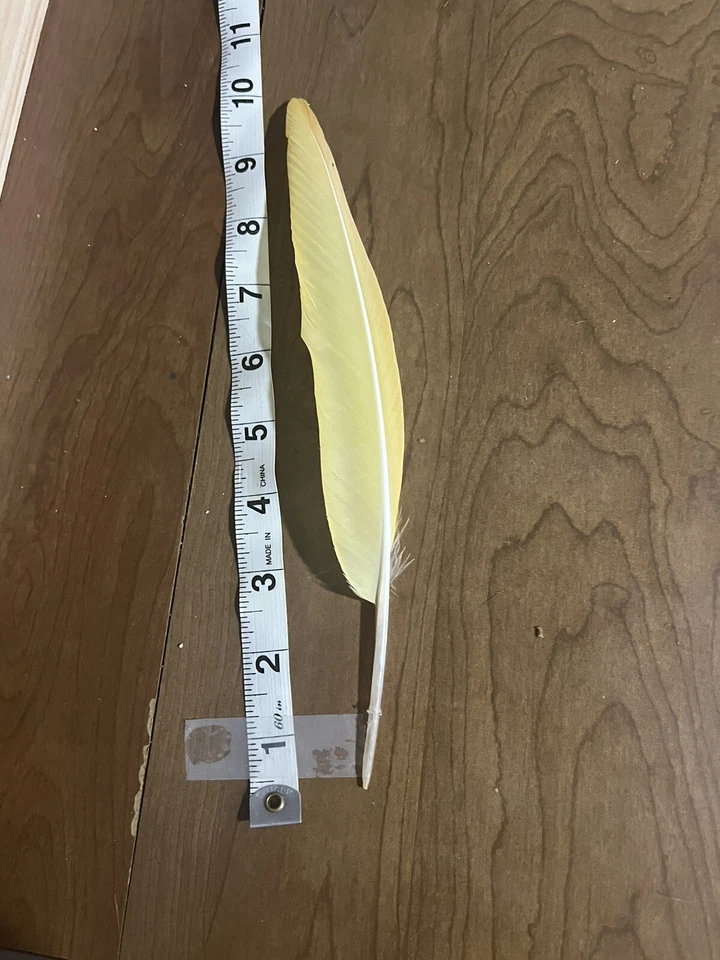 "Pluma de vuelo rara amarilla loro guacamayo frontal rojo 9-10"" anormalidad genética" Foto 1 de 4