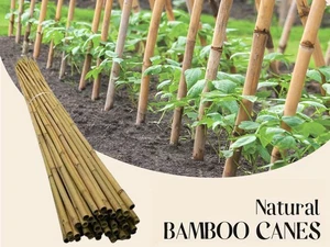 Heavy Duty Bamboo Canes 2.1m  / 7ft | 14 to 16mm | 50 Pack Thick Plant Support - Picture 1 of 6
