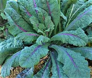 Dazzling Blue Kale Seed NON-GMO  100+ SEEDS  --BUY 4 ITEMS FREE SHIPPING - Picture 1 of 1
