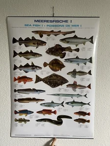 Poster Fische Meeresfische 70x100 Bildung Lernposter Biologie - Bild 1 von 3