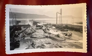 c1955 Island Wal Verarbeitung Szene, Schwarz-Weiß-Fotografie - Bild 1 von 2